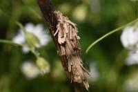 Canephora hirsuta