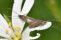 Coleophora lutarea