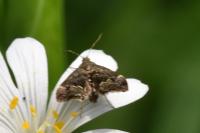 Anthophila fabriciana