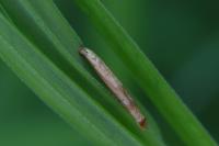 Coleophora solitariella