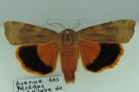 Noctua fimbriata