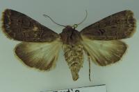 Agrotis bigramma