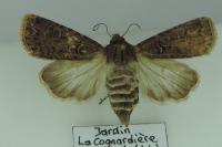 Agrotis bigramma