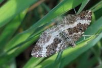Epirrhoe alternata