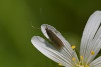 Coleophora lutarea