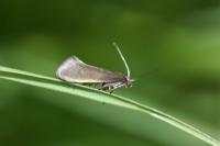 Glyphipterix fuscoviridella