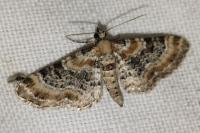 Eupithecia pulchellata