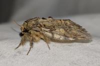 Peridea anceps