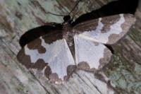 Lomaspilis marginata