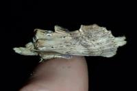 Pterostoma palpina