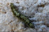 Katha depressa