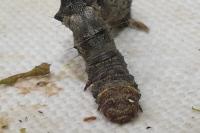 Phigalia pilosaria