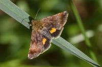 Panemeria tenebrata