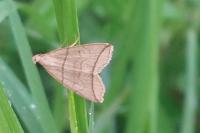 Herminia grisealis