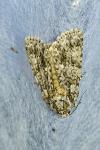 Acronicta rumicis