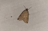 Pachycnemia hippocastanaria