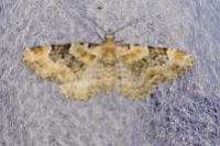 Eupithecia pulchellata