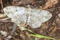 Peribatodes rhomboidaria