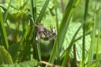 Autographa gamma