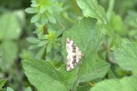 Epirrhoe alternata