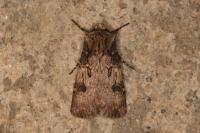Agrotis puta