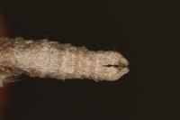 Aplocera efformata