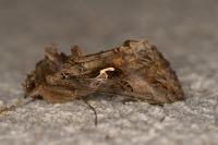 Autographa gamma