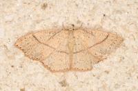 Cyclophora punctaria