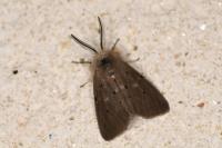 Diaphora mendica