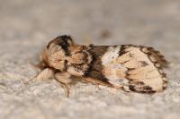 Drymonia dodonaea