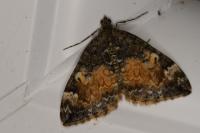 Dysstroma truncata