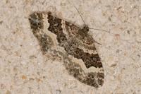 Epirrhoe alternata