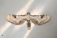 Eupithecia centaureata