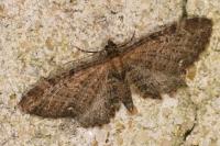 Eupithecia vulgata