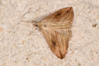 Evergestis forficalis