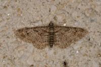Gymnoscelis rufifasciata