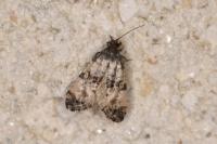 Hysterophora maculosana