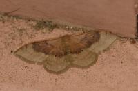 Idaea degeneraria