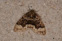 Lampropteryx suffumata