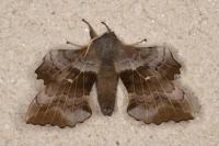 Laothoe populi