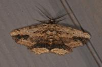 Menophra abruptaria