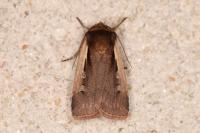 Ochropleura plecta