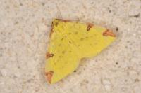 Opisthograptis luteolata