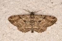Peribatodes rhomboidaria
