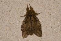 Peridea anceps