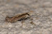 Plutella xylostella