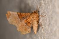 Selenia lunularia