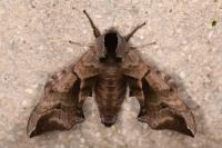 Smerinthus ocellatus