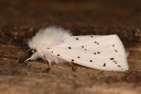 Spilosoma lubricipeda