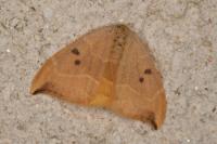 Watsonalla binaria